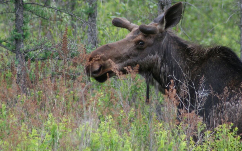 Young bull moose Young bull moose in Michigan's Upper Peninsula. © Frank A. Wyzwywany